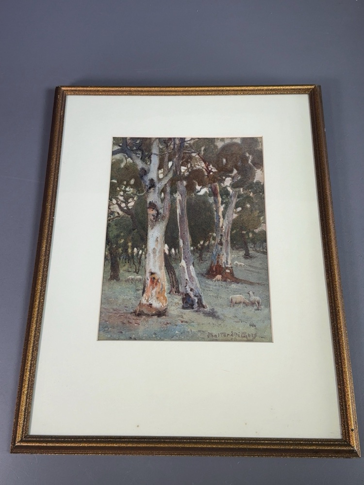 framed watercolour of eucalyptus trees and grazing sheep on a grassy slope, signed Walter Withers